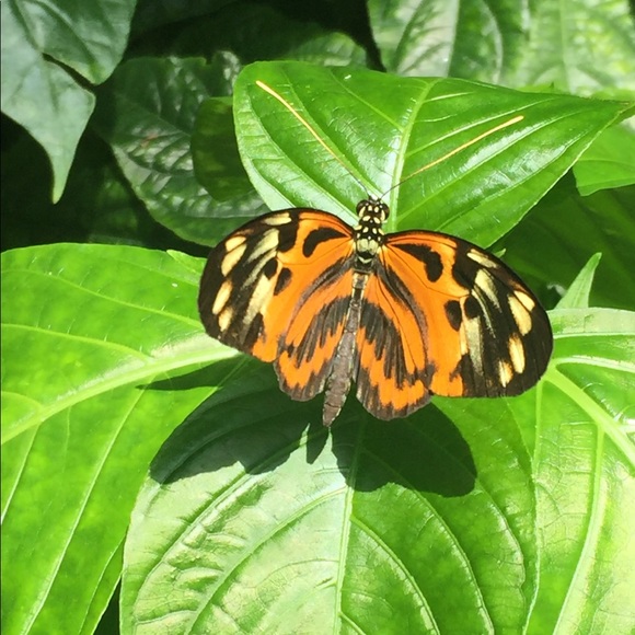 Meet your Posher, Parshis - Picture 1 of 1